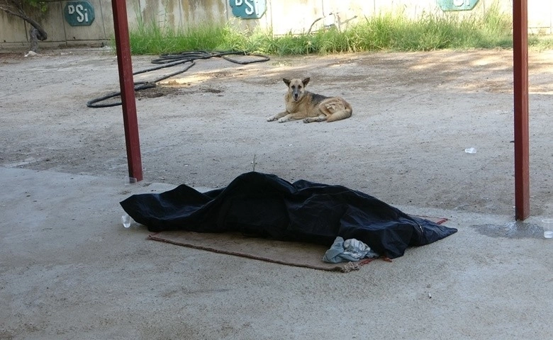 Sokak köpeği boğulan gencin başından ayrılmadı  