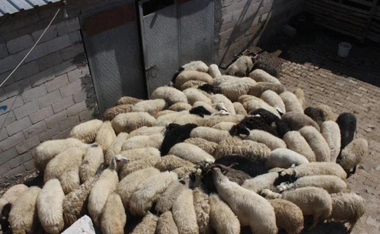 Kilis'te Çaldığı koyunların parasını gazinoda yedi