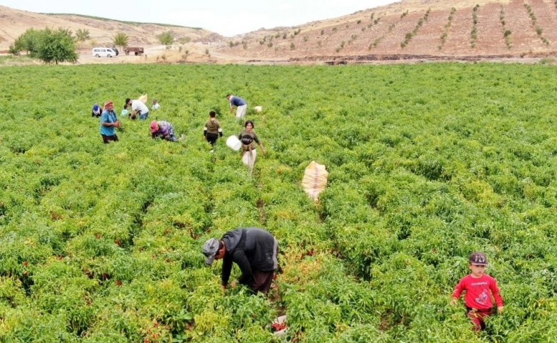 En acı ‘hasat’ başladı