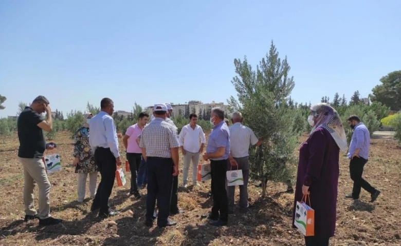 Kilis'te yağlık zeytin verimi arttırılacak