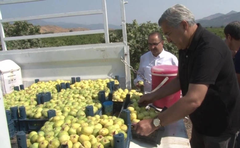 Hatay’da yılda 3 bin ton incir yetişiyor