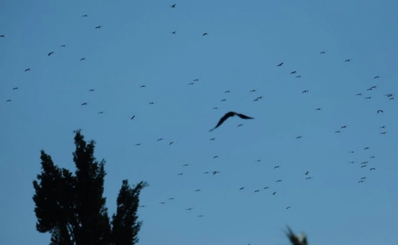 Leyleklerin göçü İskenderun Körfezi'nde güzel görüntüler oluşturdu