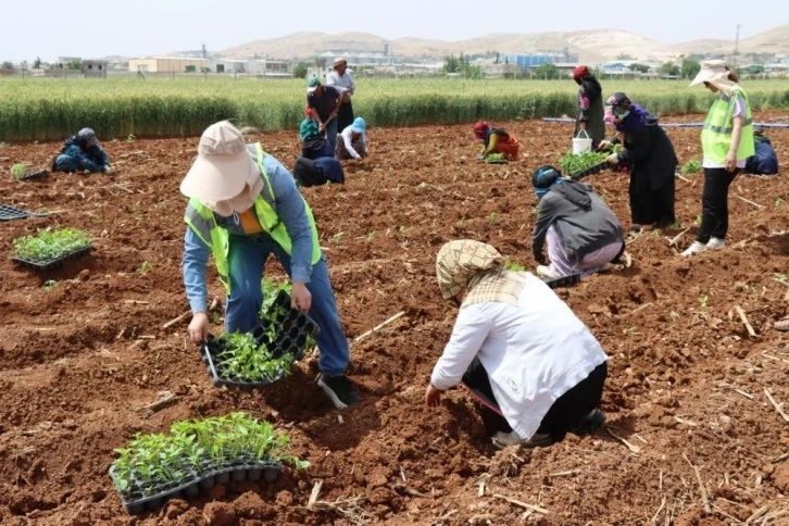 Şanlıurfa'da isot fideleri toprakla buluştu