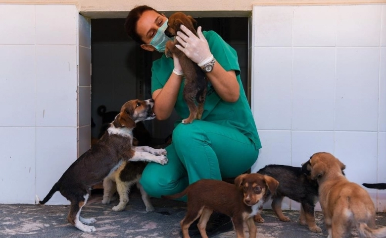 Mersin'de Kaşlı Geçici Hayvan Bakımevi, 1 Eylül’e kadar ziyarete kapatıldı