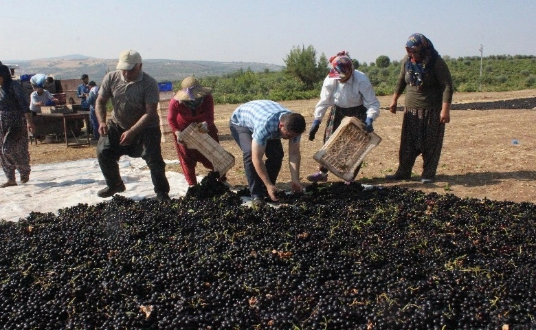 Kilis horoz karası üzümü kurumaya bırakıldı