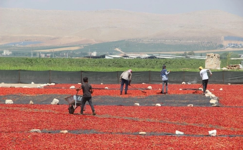 Şanlıurfa’da acı telaş sürüyor