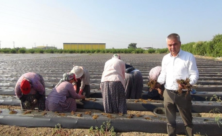 Silifke’de çilek fideleri toprakla buluşuyor