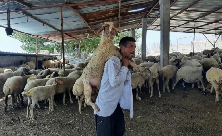 Yorulan koyunu ahıra kadar sırtında taşıdı