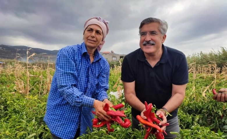 Hatay’ın Samandağ ilçesinde yılın son Samandağ biberi hasadı yapıldı.