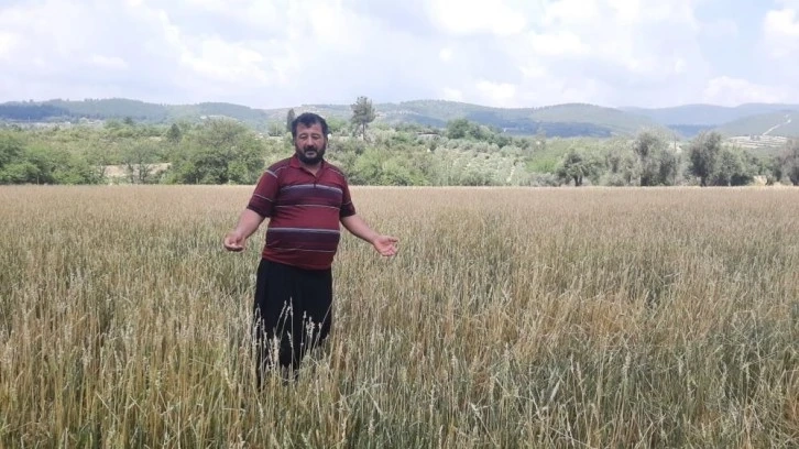 Osmaniye'de dolu yağışı buğday tarlalarına zarar verdi