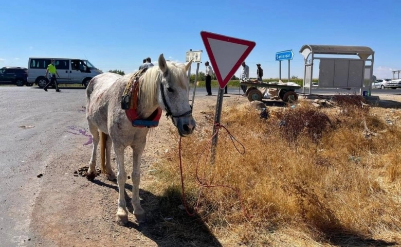 Şanlıurfa'da ilginç kaza