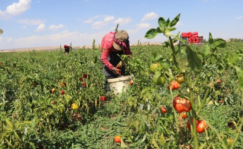 Gaziantep'te Biber tarlada 1 tl, markette 4 TL