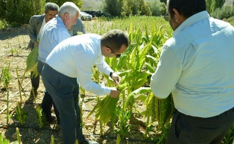 Adıyaman Kaymakamı Arslantürk, tütün biçti, şişe sapladı