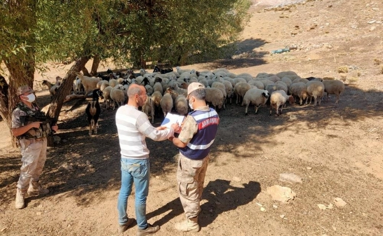 Adıyaman'da Kayıp sürü drone ile bulundu