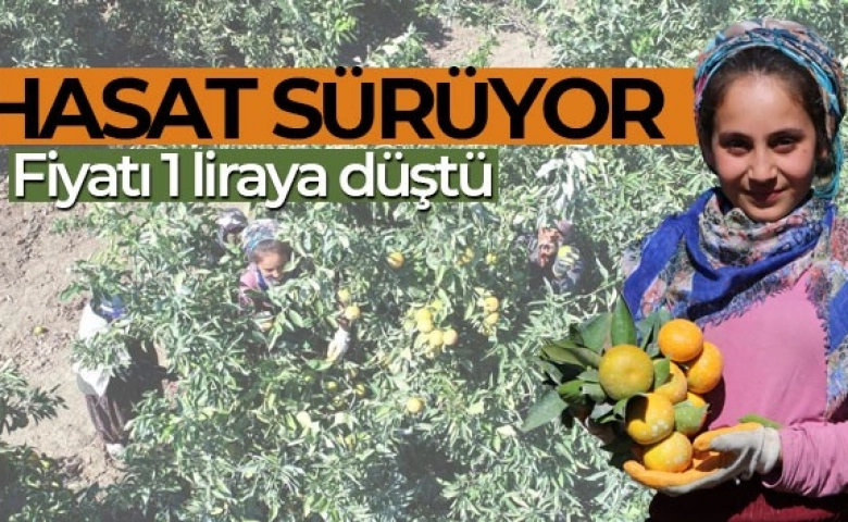 Mandalina hasadı sürüyor, çiftçi perişan fiyatı 1 liraya düştü