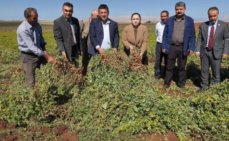 Adıyaman çiftçisi ilk kez yer fıstığını deniyor