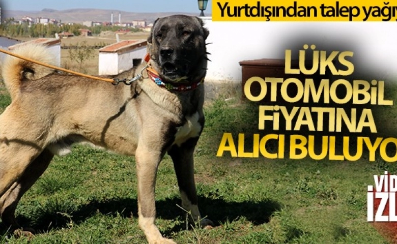 Lüks otomobil fiyatına alıcı buluyor