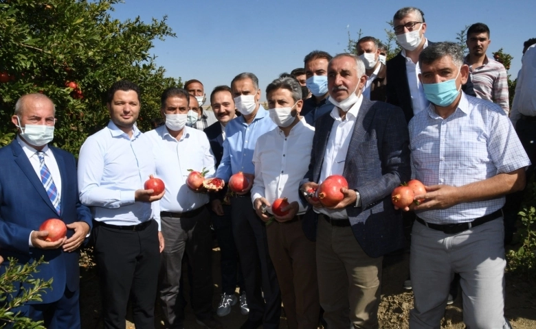 Adıyaman Samsat’ta nar hasadı başladı