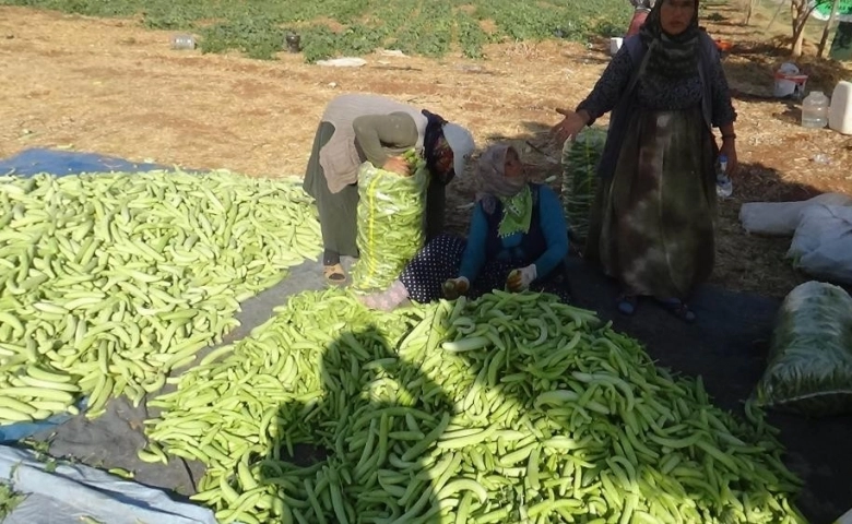 Kilis'te turşuluk hıtta acur zamanı