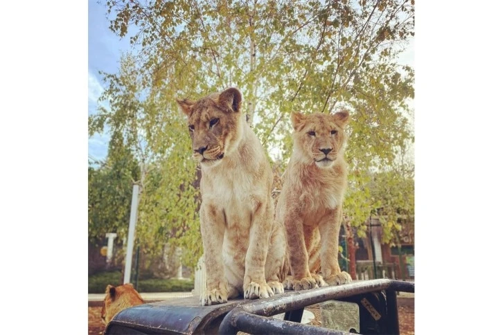 Selfie çekmek isteyen  çocuğa aslan saldırdı