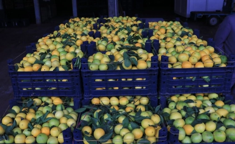 Adana’da  halde limonun kilosu 25 kuruşa düştü