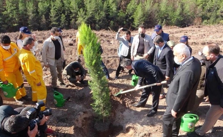 Osmaniye’de yanan ormanlık alanda fidanlar toprakla buluştu