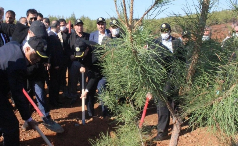 Kilis'te Yanan ormanlık alan için ağaçlandırma çalışmaları başladı