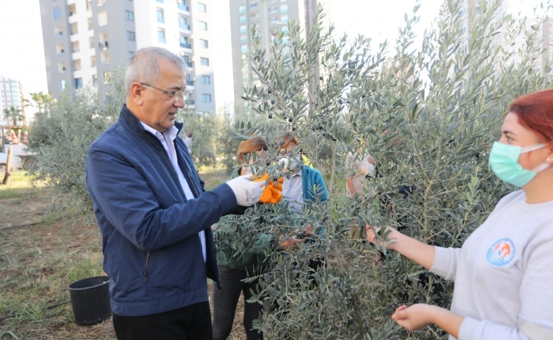 Mezitli’de zeytinler kadınlar daha güçlü olsun diye toplandı