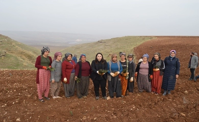 Kızılin’de lavanta yolu projesi hayata geçirildi