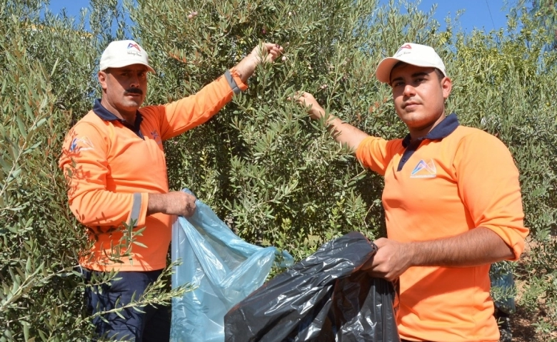 MESKİ’nin Tarsus ve Silifke’deki zeytin ağaçları meyvesini verdi