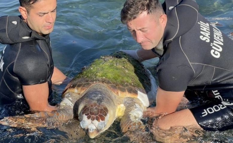 Hatay'da Devasa caretta caretta biranda yüzeye çıktı, öldüğü belirlendi