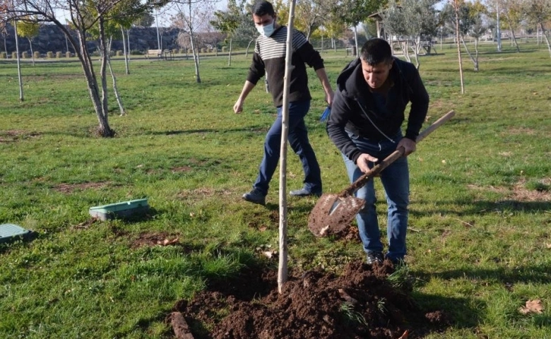 Şanlıurfa'da Ağaç kesen şahsa ağaç dikme cezası