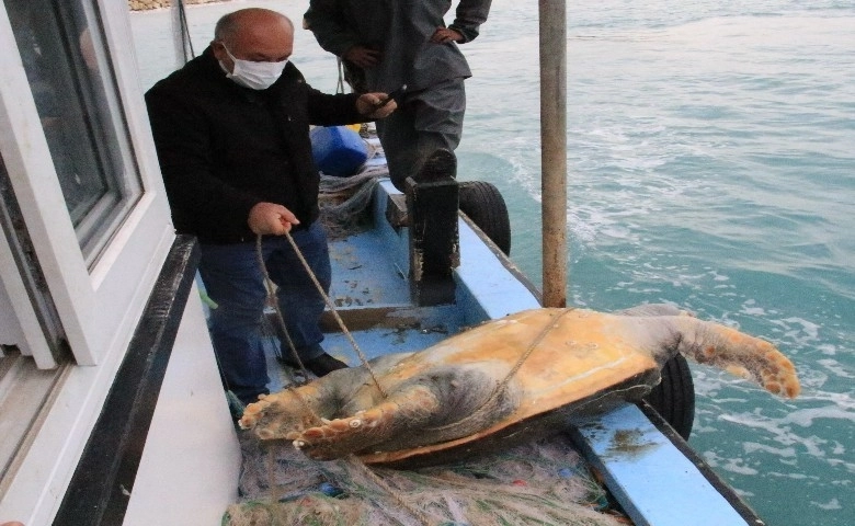 Halk plajı kıyısında ölü caretta caretta bulundu