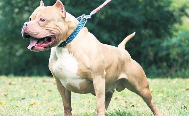 Gaziantep'te iki pitbull 4 yaşındaki kıza saldırdı