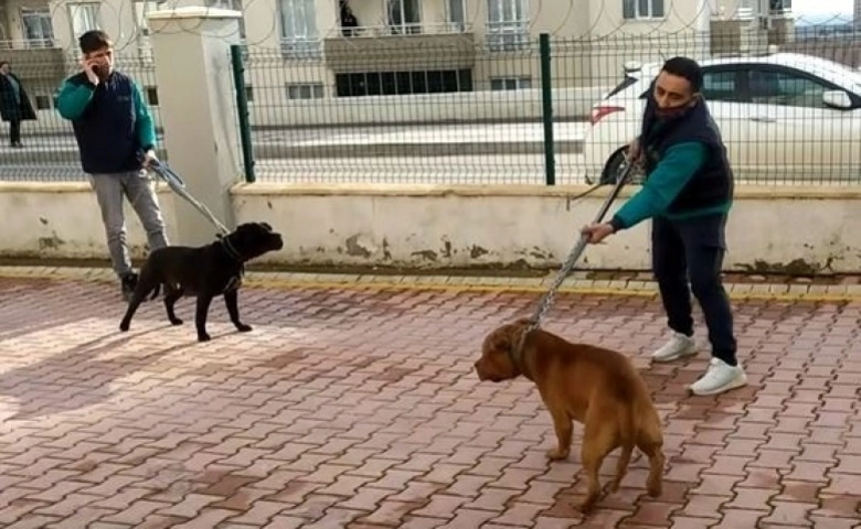 Gaziantep’te Pitbull dehşetinde üç tutuklama