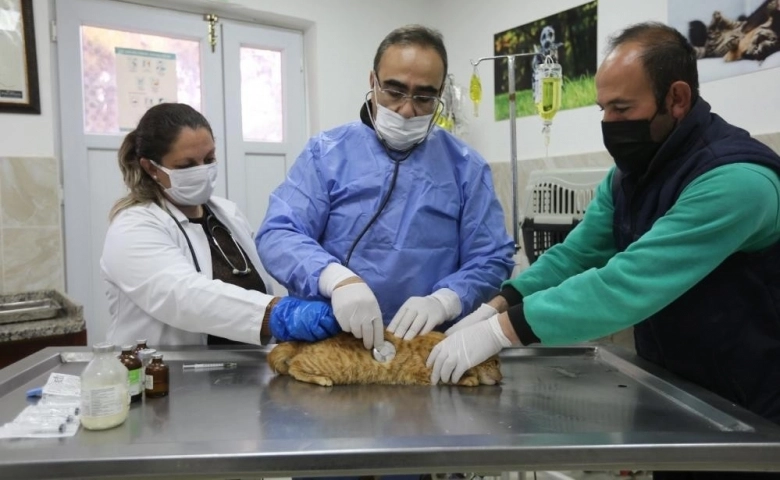 Gaziantep'te sokak hayvanları sahipsiz kalmıyor