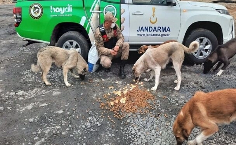 Kilis Jandarmasından sahipsiz köpeklere özel ilgi