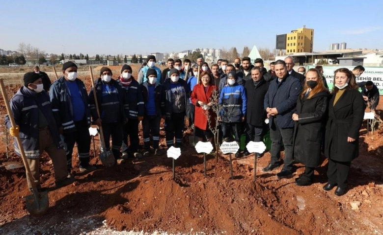  Aydınlar Mahallesi'nde 2 bin 245 zeytin ağacı toprakla buluştu