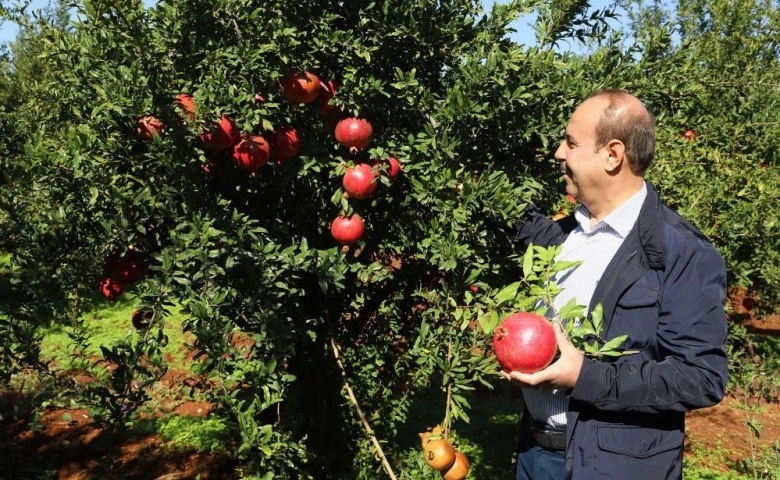 Oğuzeli'nde bir yılda 400 ton nar işlendi