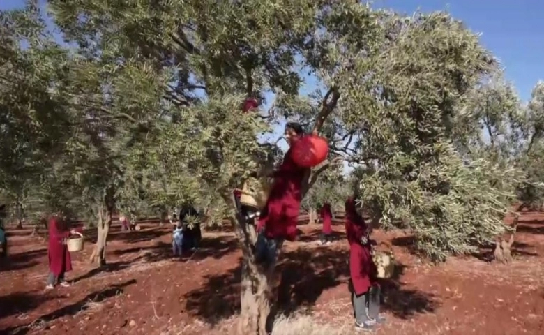 Hatay'dan zeytin ve zeytinyağı 2021 yılı ihracatı 31 milyon dolar oldu