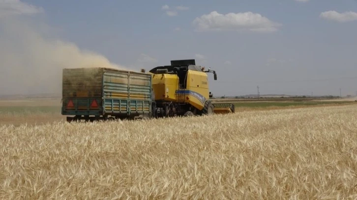 Suriye sınırındaki Kilis'te hububat sevinci