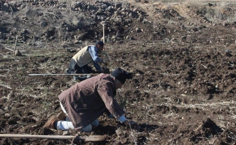 Kilis’te çiftçiye fidan desteği