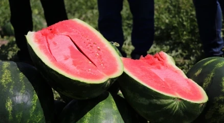 Karpuz ve çekirdekleri şifa kaynağı