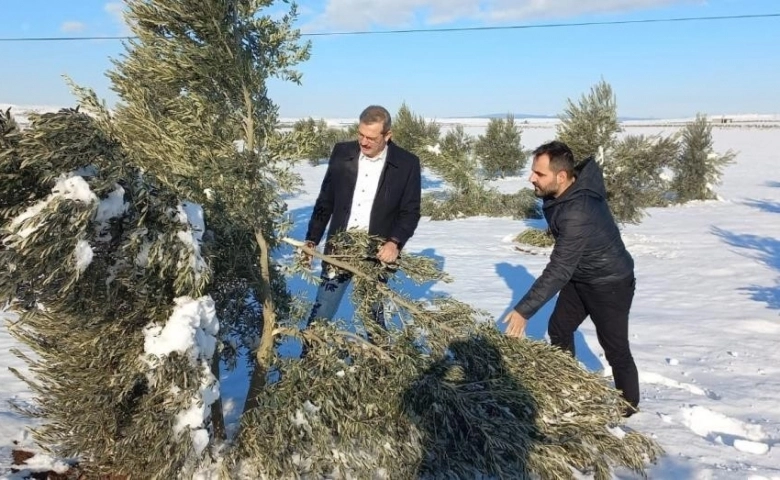 Zeytin ağaçları kardan zarar gördü