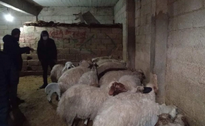 Mersin'den çalınan koyunlar, Şanlıurfa'da bulundu