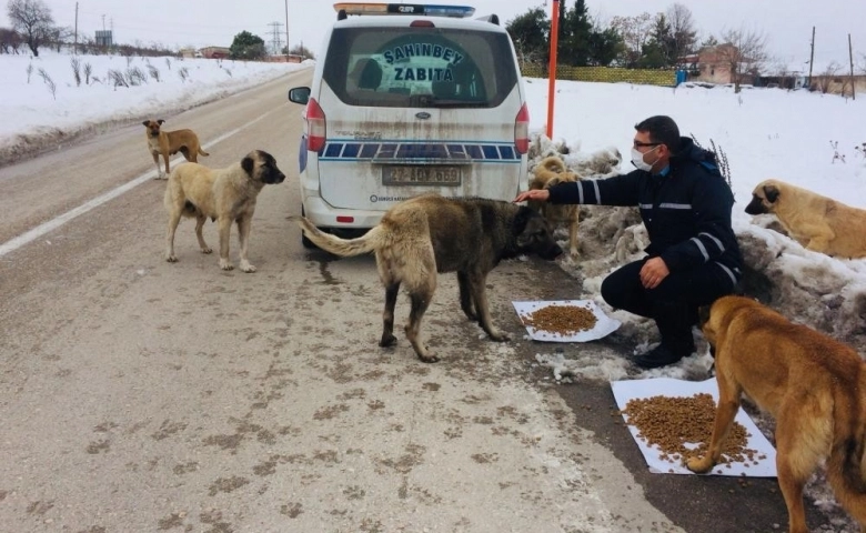 Şahinbey Belediyesi sokak hayvanlarını unutmadı