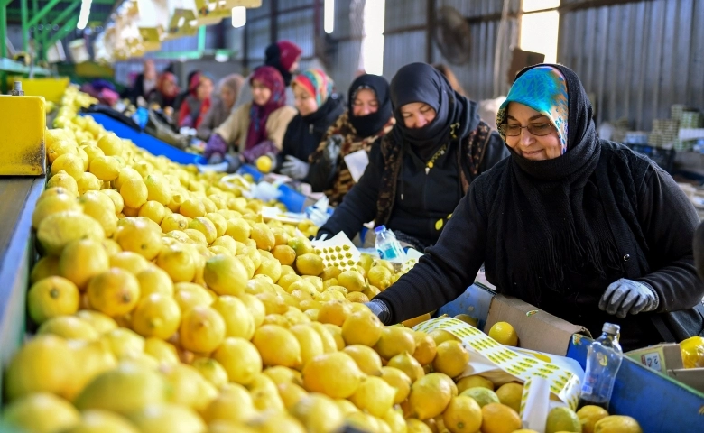 Mersin'de Limonlar dalda kalmadı, 4 büyükşehir için  yola çıktı