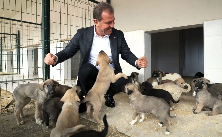 Mersin Büyükşehir, geçen Yıl 1337 kedi, 2 bin 954 köpeği kısırlaştırdı