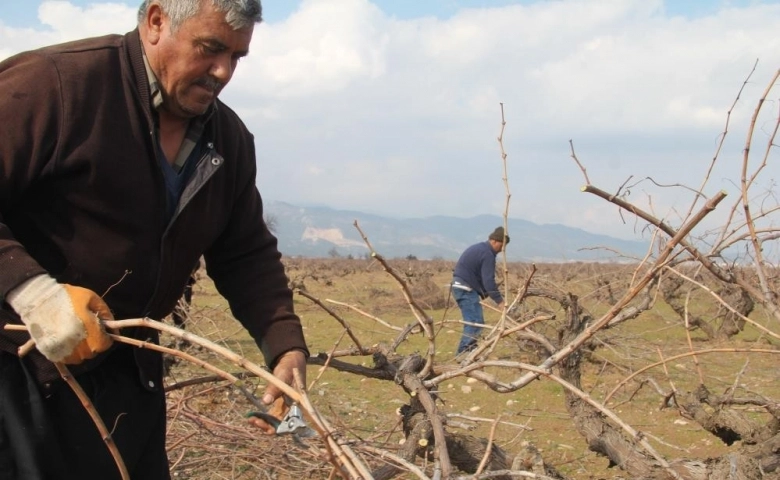 Antep karası üzümünde budama mesaisi başladı