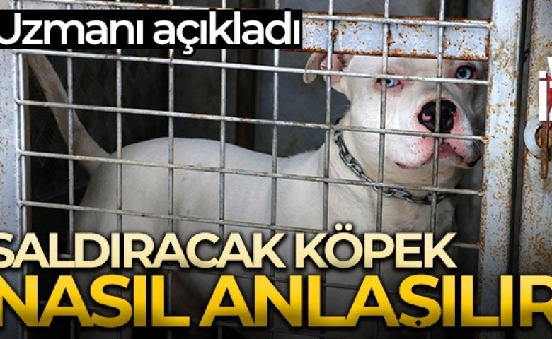 Saldırgan köpek nasıl anlaşılır, uzman açıkladı